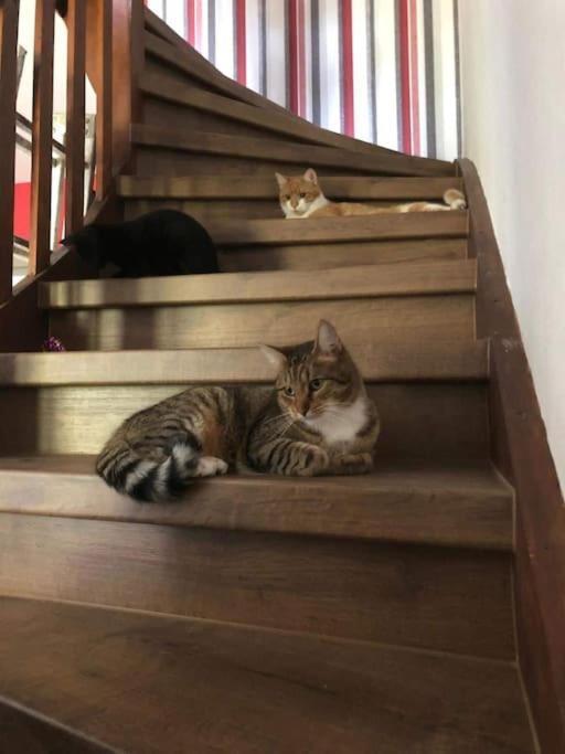 Private Room In Our Home With Free Vvo Ticket & Cats بيرنا المظهر الخارجي الصورة