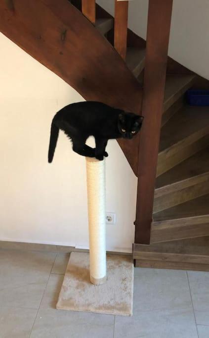 Private Room In Our Home With Free Vvo Ticket & Cats بيرنا المظهر الخارجي الصورة